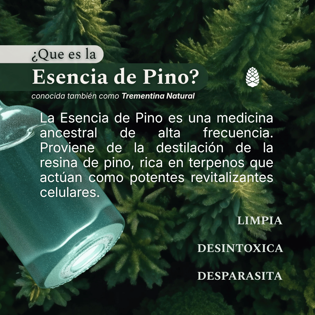 que-es-esencia-de-pino-trementina-natural-del-bosque-argentina